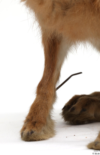 Hare  1 leg 0019.jpg